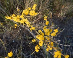 Acacia spinescens