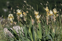 Iris orjenii