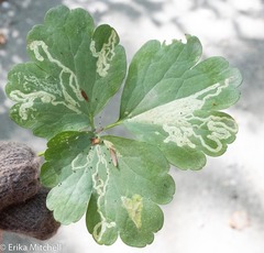 Phytomyza minuscula group