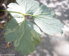 Phytomyza minuscula group