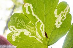 Phytomyza minuscula group