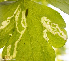 Phytomyza minuscula group