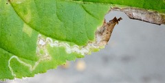Aulagromyza orbitalis