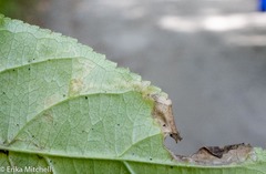 Aulagromyza orbitalis
