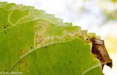 Aulagromyza orbitalis