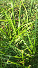 Scirpus sylvaticus