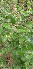 Chenopodium parabolicum