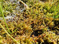 Sarmentypnum exannulatum