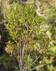 Acrotriche cordata