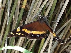 Aeropetes tulbaghia