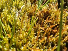 Sarmentypnum exannulatum