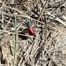 Cicindela scutellaris scutellaris