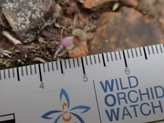 Caladenia pusilla