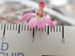 Caladenia pusilla