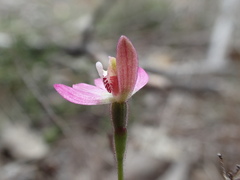 Caladenia pusilla