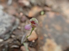 Caladenia pusilla