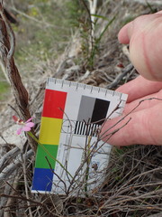 Caladenia pusilla