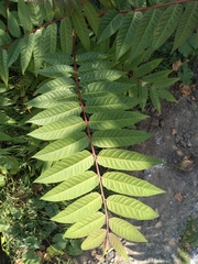 Ailanthus altissima