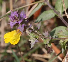 Melampyrum velebiticum