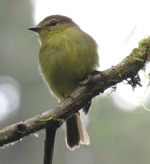 Myiophobus flavicans