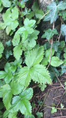 Fragaria vesca