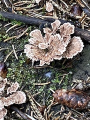 Thelephora caryophyllea