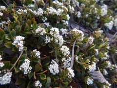 Logania crassifolia