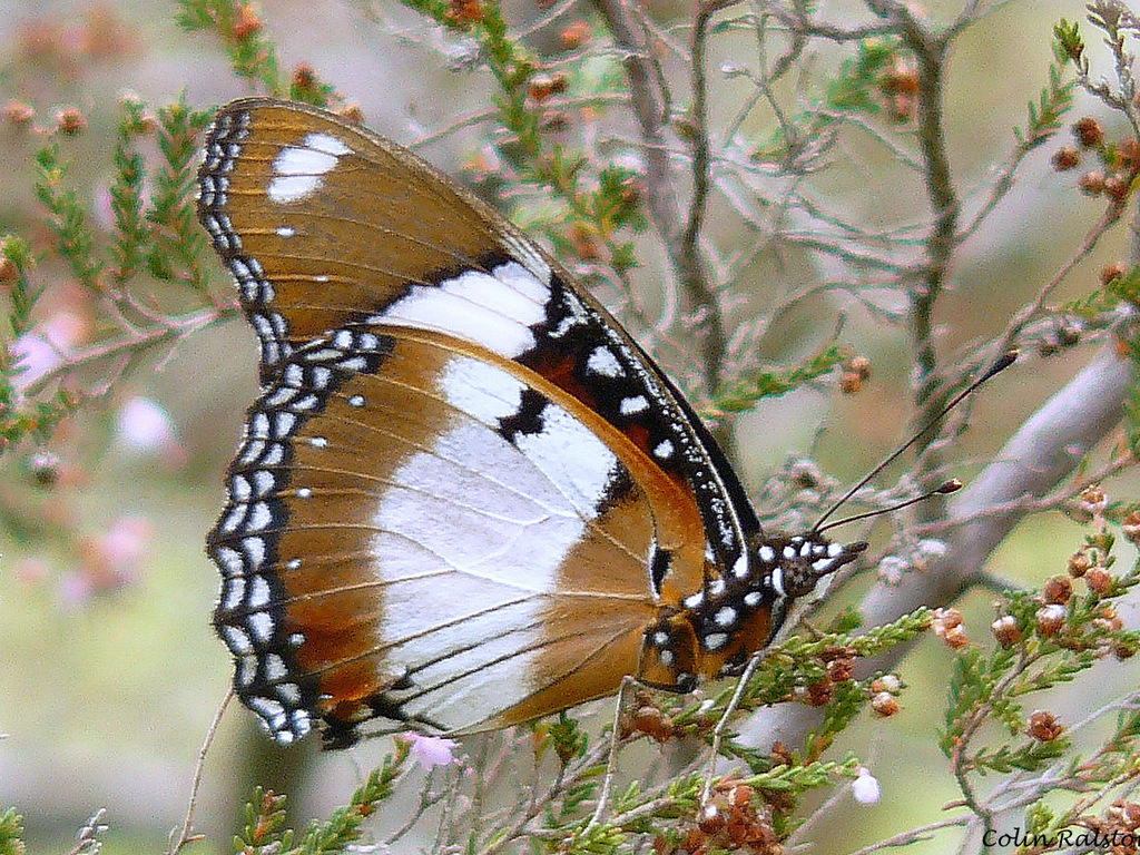 Danaid Eggfly (Butterflies of Ambivli Biodiversity Park and ...