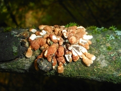 Hypocreopsis lichenoides