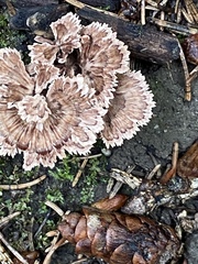 Thelephora caryophyllea