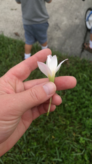 Zephyranthes atamasco