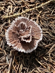 Thelephora caryophyllea