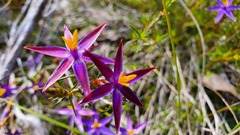 Calectasia