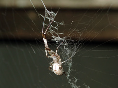 Zosis geniculata