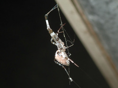 Zosis geniculata