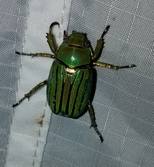 Chrysina gloriosa