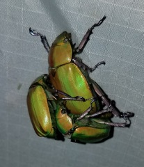 Chrysina beyeri