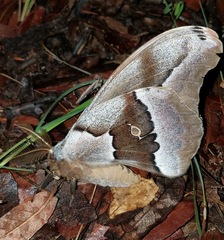 Antheraea oculea