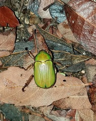 Chrysina lecontei