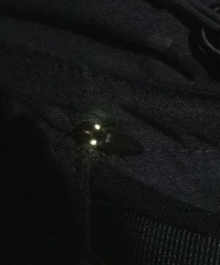 Vesperelater arizonicus