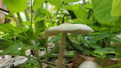 Agaricineae