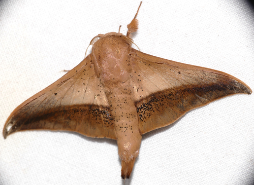 Psychocampa unalca