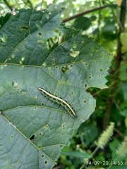 Xanthodes transversa