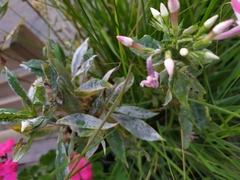 Golovinomyces magnicellulatus