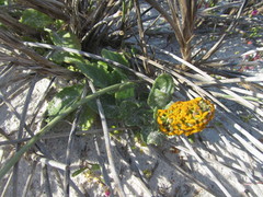 Manulea tomentosa