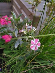 Golovinomyces magnicellulatus