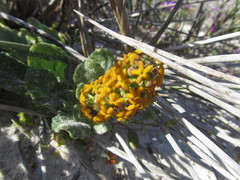 Manulea tomentosa