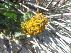 Manulea tomentosa