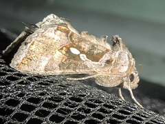 Chrysodeixis subsidens