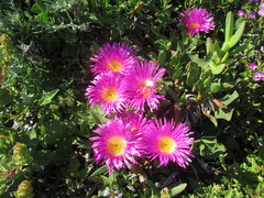 Carpobrotus quadrifidus